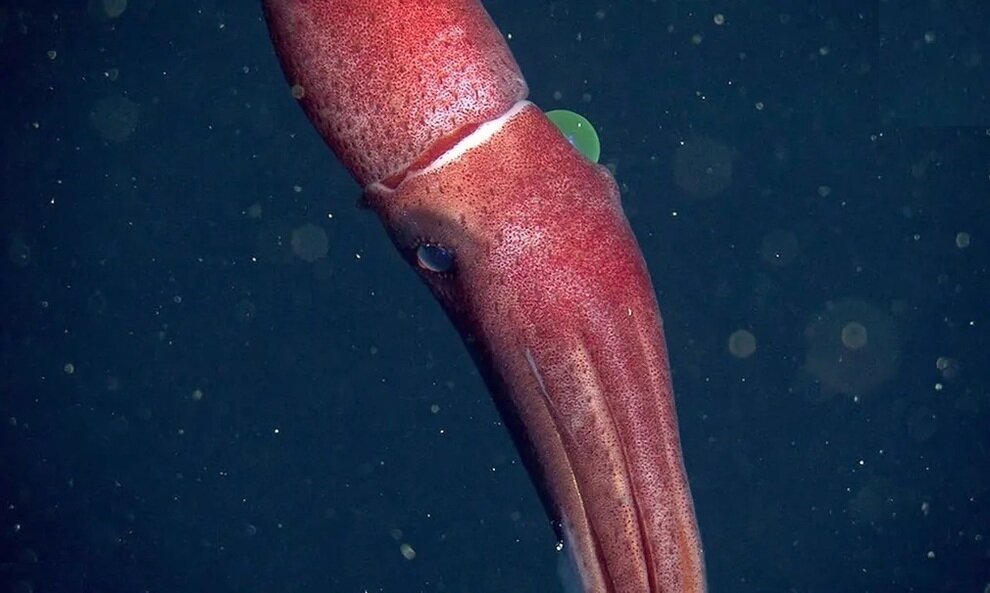 ماهی مرکب cockeye