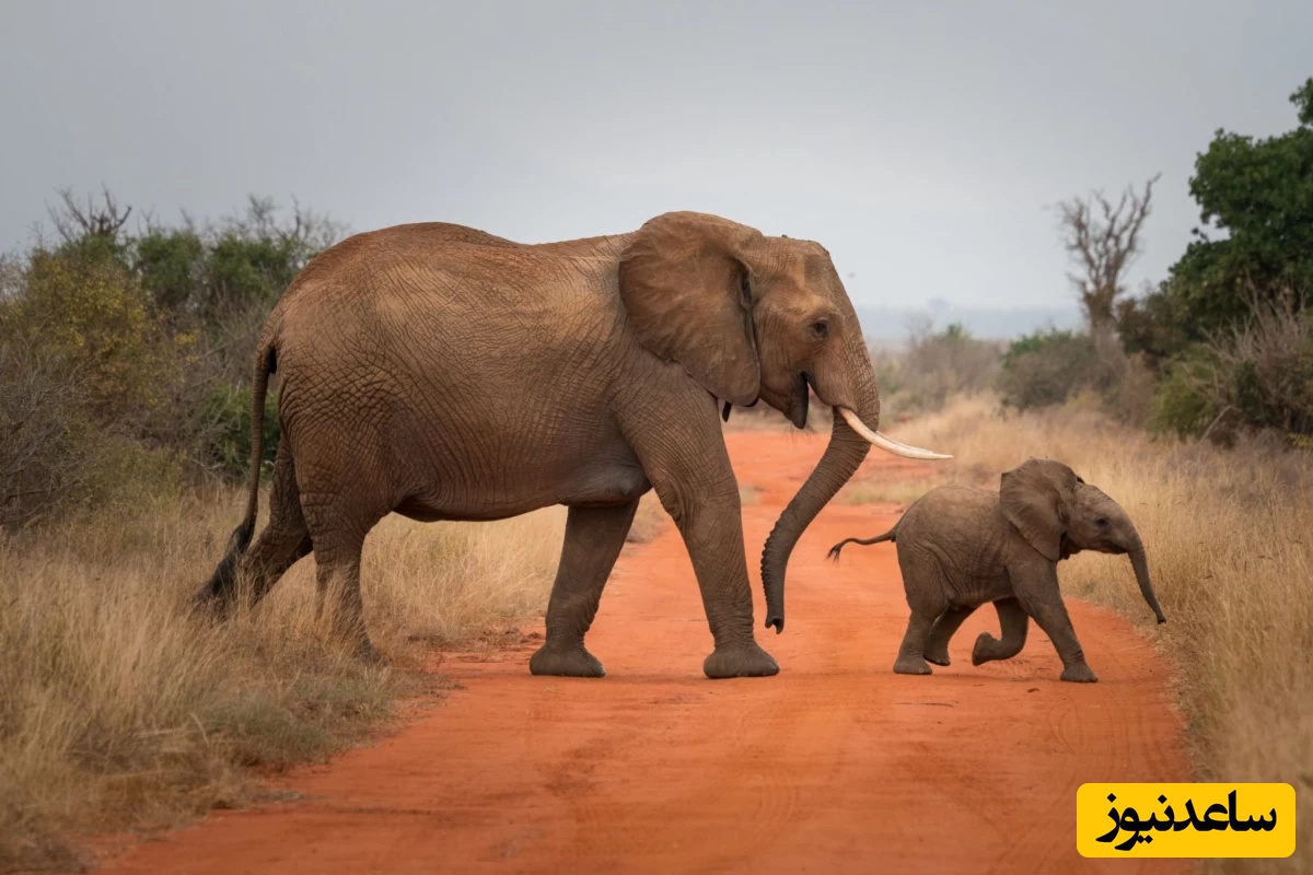 دیدن فیل در خواب چه تعبیری دارد؟ / تعبیر خواب فیل