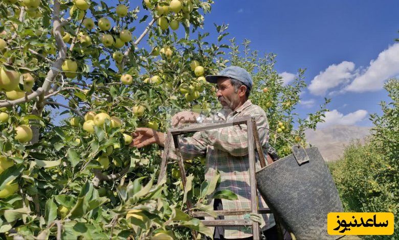 ابتکار منحصربفرد باغدار باهوش برای چیدن راحت و بدون دردسر سیب از درخت که 2 میلیون لایک گرفت+ویدیو/ مغز تو باید بیمه بشه والسلام👌