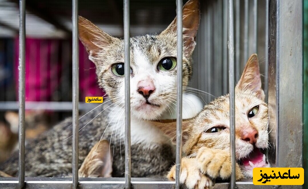 کشف 2000 گربه مرده برای استفاده از طب سنتی! +فیلم و عکس