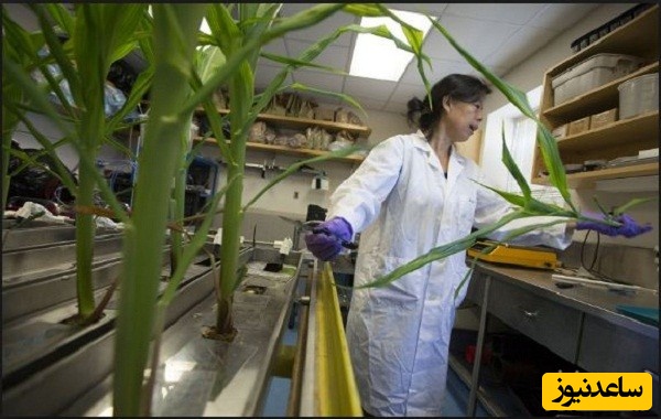 منابع دروس آزمون رشته علوم و مهندسی باغبانی و ضرایب آن در مقطع دکتری