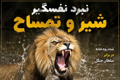 فیلم/پایان امپراتوری دایناسور؛وقتی زره تمساح هم حریف خشم شیر نشد/ حاوی صحنه های دلخراش