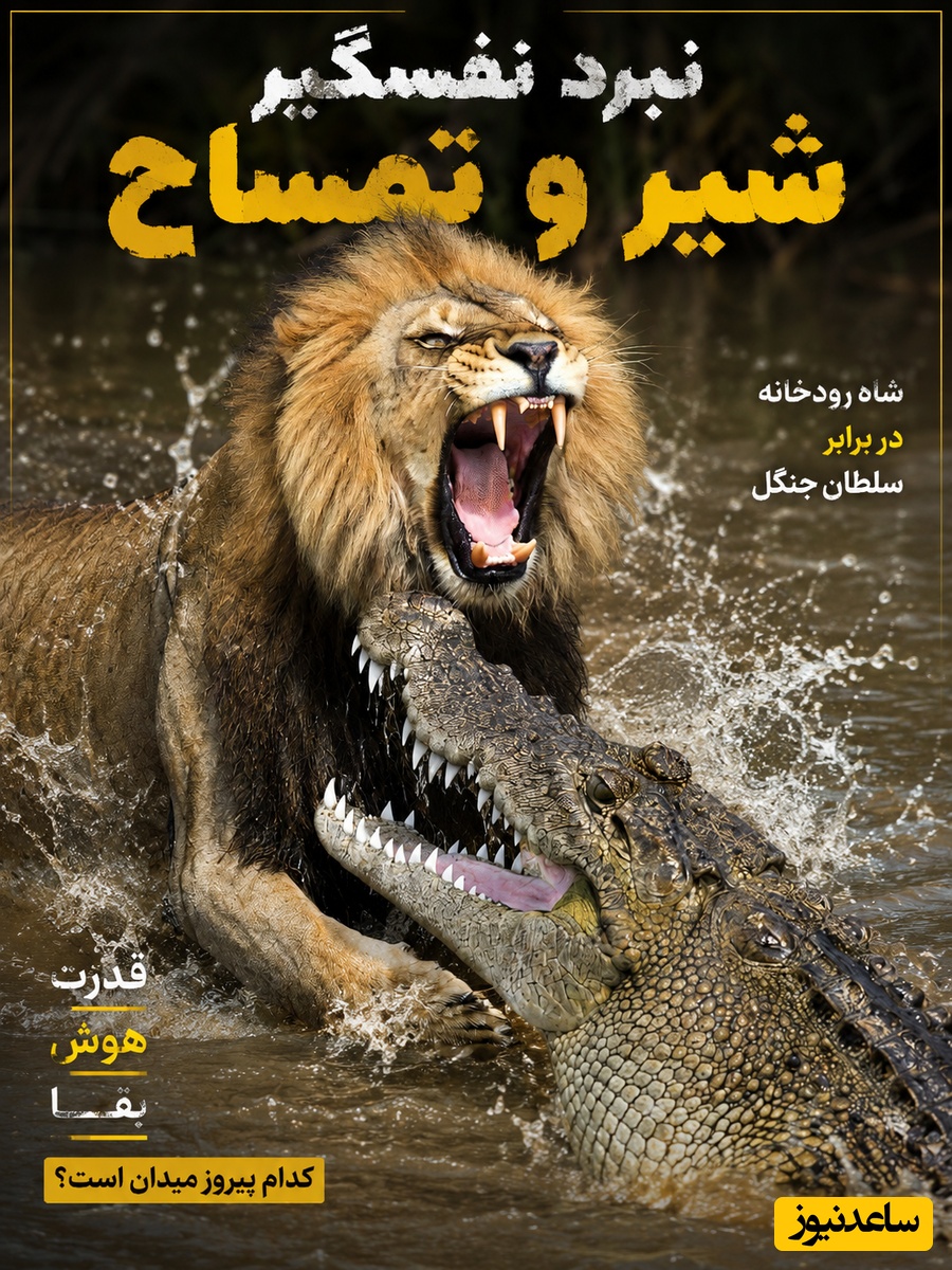 فیلم/پایان امپراتوری دایناسور؛وقتی زره تمساح هم حریف خشم شیر نشد/ حاوی صحنه های دلخراش