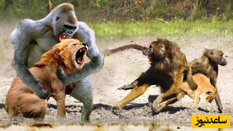 (ویدئو) مستند حیات وحش حیوانات/ این داستان: حمله شیر به آهو، گورخر و میمون