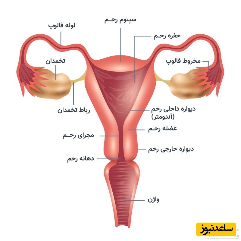 اندام زنانه