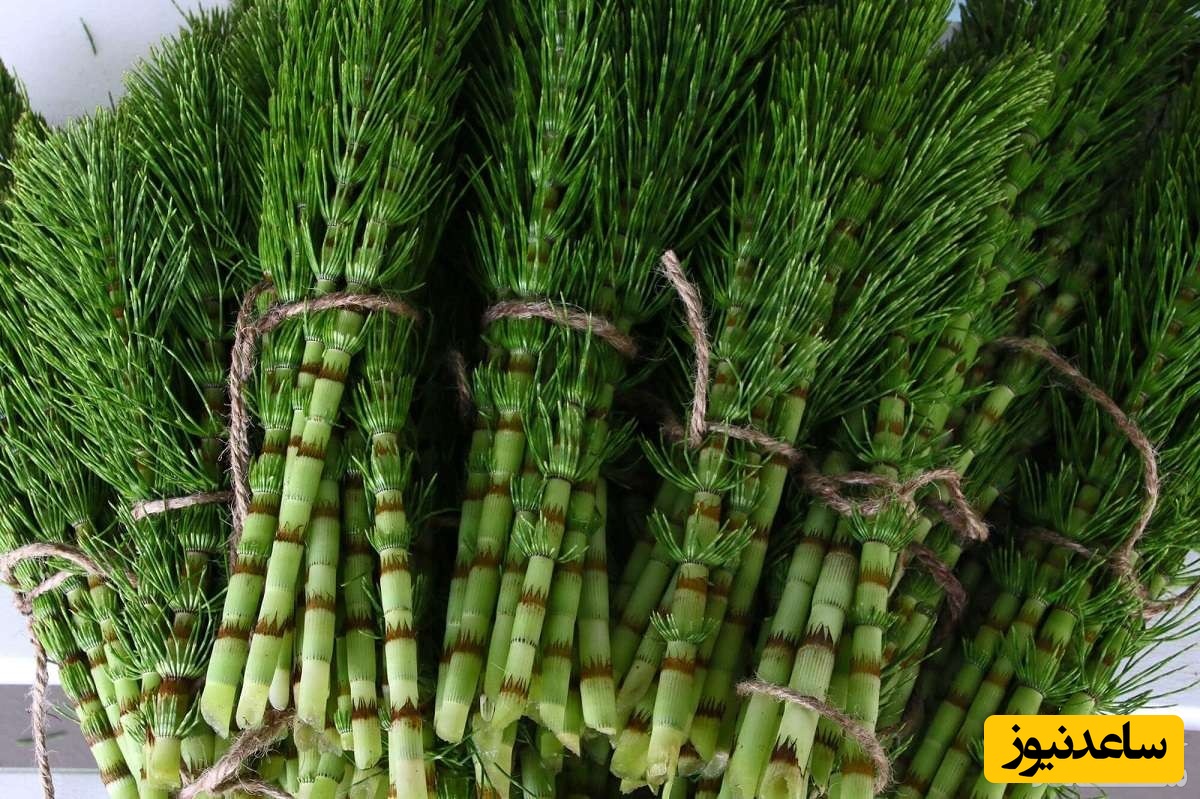 خواص بی‌نظیر گیاه دم اسب برای مو چیست؟