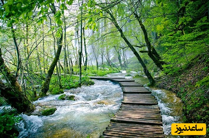 جنگل النگدره، گرگان