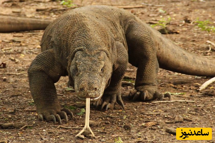 حیات وحش ؛ مستند حیات وحش حیوانات/   اژدهای کومودو