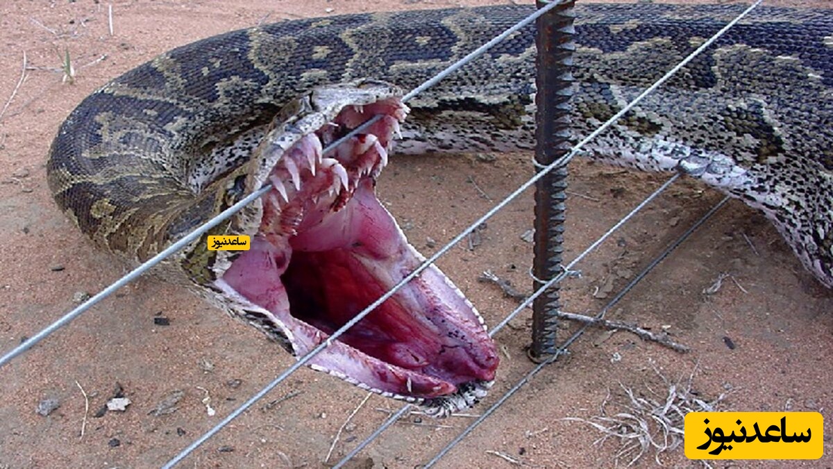 (فیلم) لحظه نجات مرد نگون بخت از بازوان مار پیتون!/ اگه بیماری قلبی داری نبین