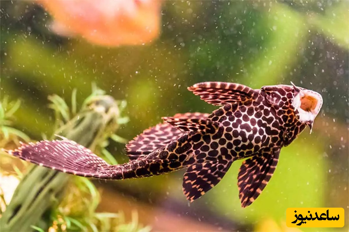 شگفتی عجیبب | زنده شدن گربه ماهی مکنده بعد از خوردن آب پس از ماه ها مرگ/ رسما حضرت اجلو به بازی گرفته! +ویدیو