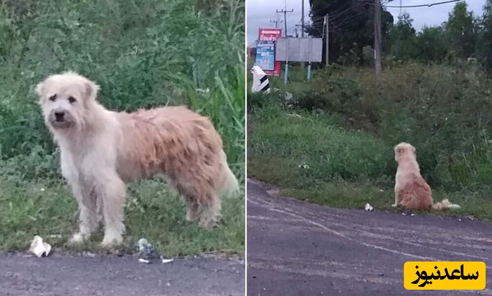 این سگ وفادار 4 سال کنار جاده منتظر صاحبش ماند! + فیلم