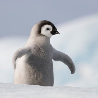 انجام ام‌آر‌آی روی یک پنگوئن+ویدئو