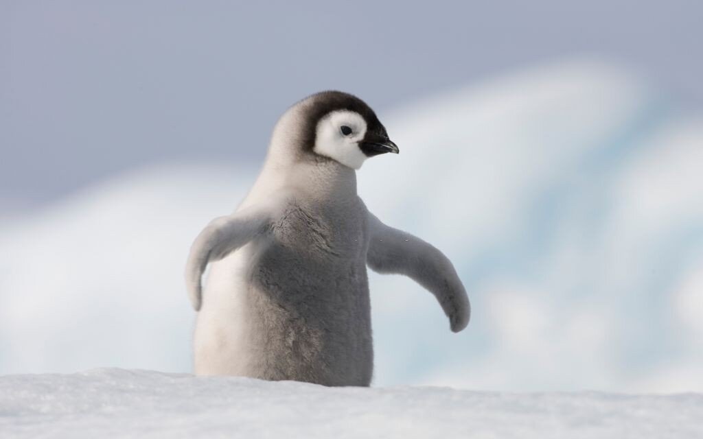انجام ام‌آر‌آی روی یک پنگوئن+ویدئو