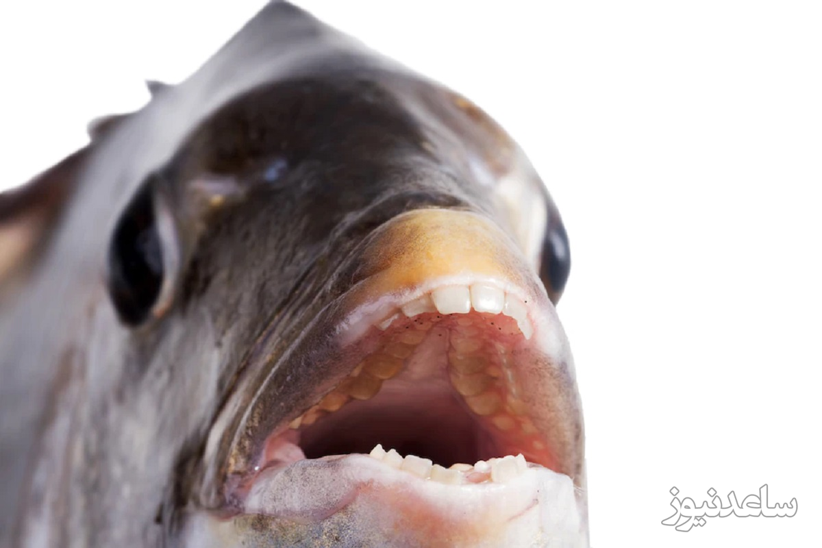 ماهی با دندانهای انسان