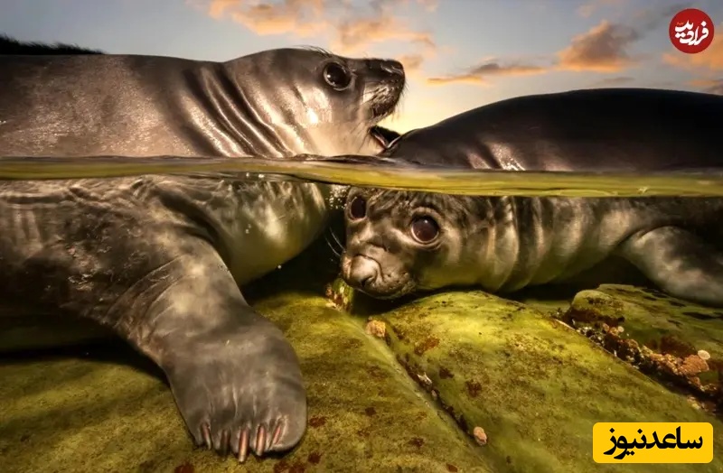 برنده اصلی مسابقه امسال 