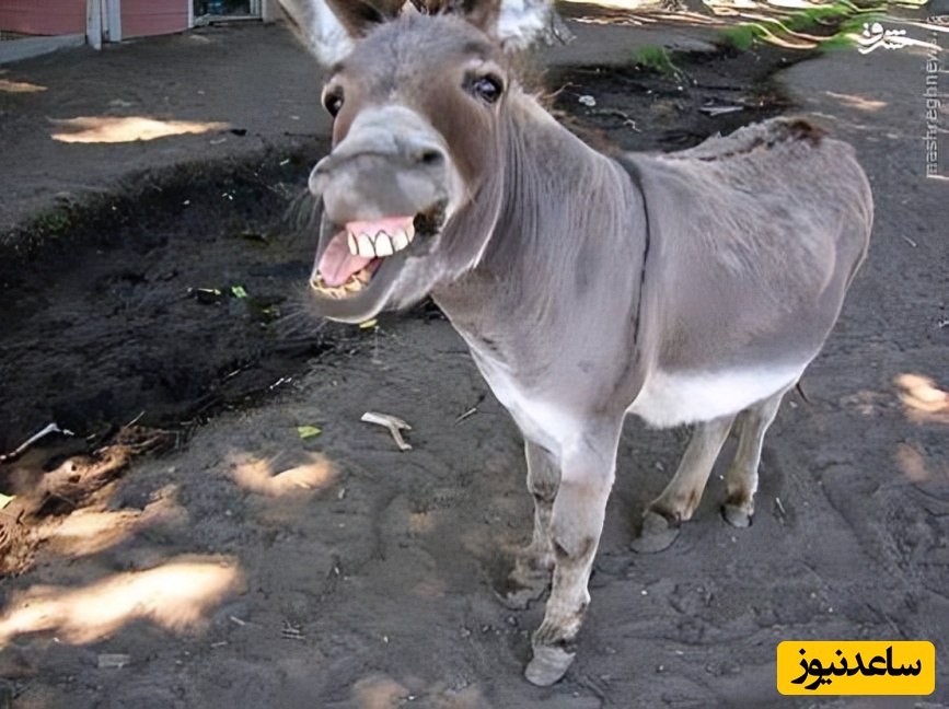 کتاب صوتی / حکایت طنز و آموزنده کلیله و دمنه؛ این داستان وقتی الاغ جلاد می‌شود!