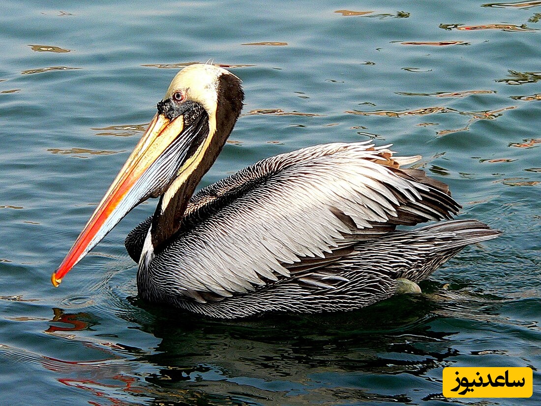 (ویدیو) دیده شدن دو پلیکان بر بستر خشک دریاچه ارومیه/ تصویری از تغییرات محیط زیست