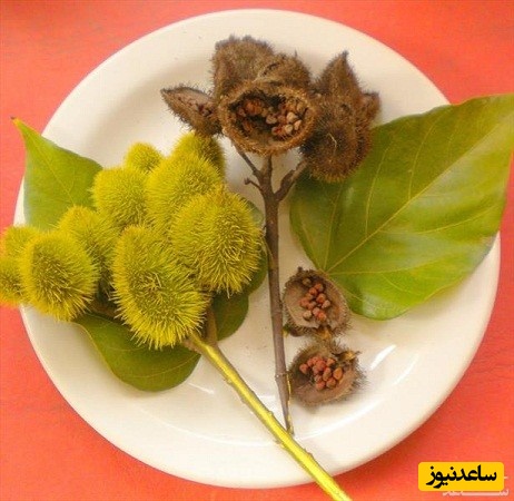 گل عجیب