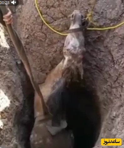 فیلم /نجات اسب گرفتار از چاه 18 متری در هریس