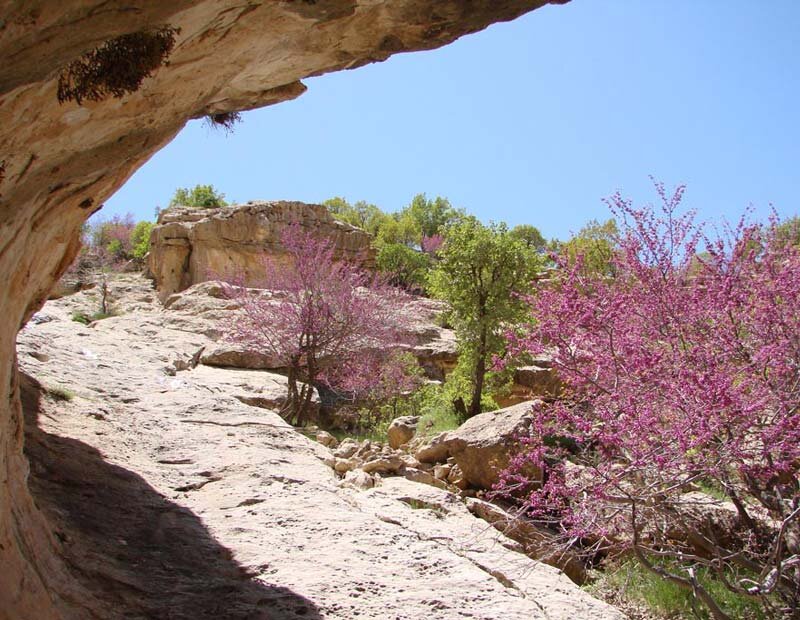 دره یا تنگه ارغوان 