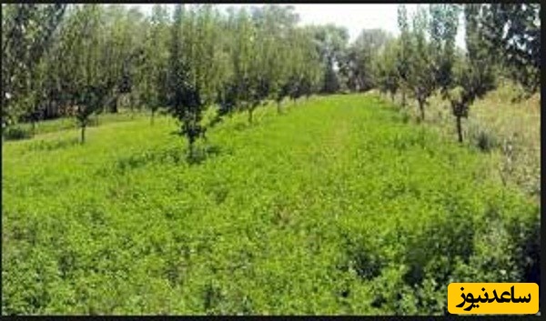 دانلود نمونه قرارداد بيع قطعي يك قطعه باغ