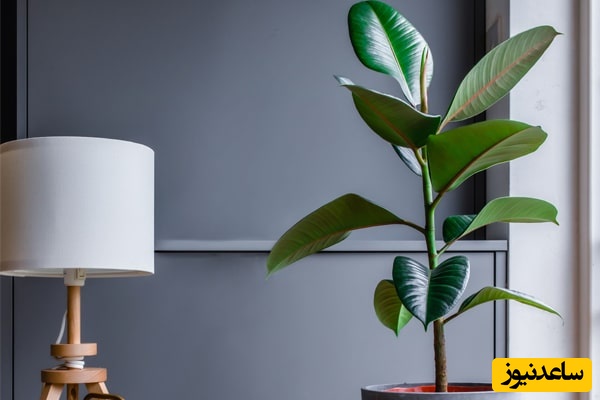 نگهداری از فیکوش