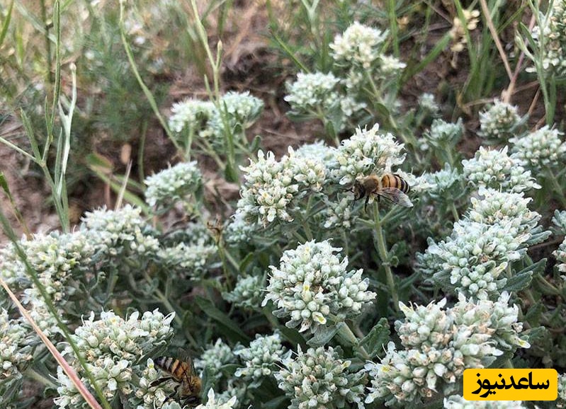  خواص دارویی کلپوره (مریم نخودی)