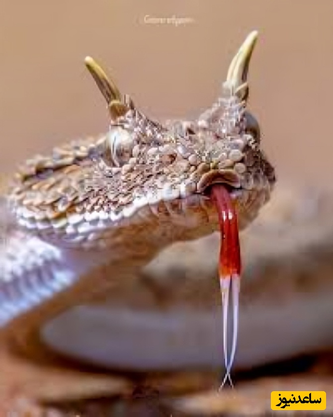 این مار افعی در مازندران پیداشده که به آن اژدهای گنجینه‌ی ایران میگویند/ زیبا در عین حال ترسناک! +ویدیو