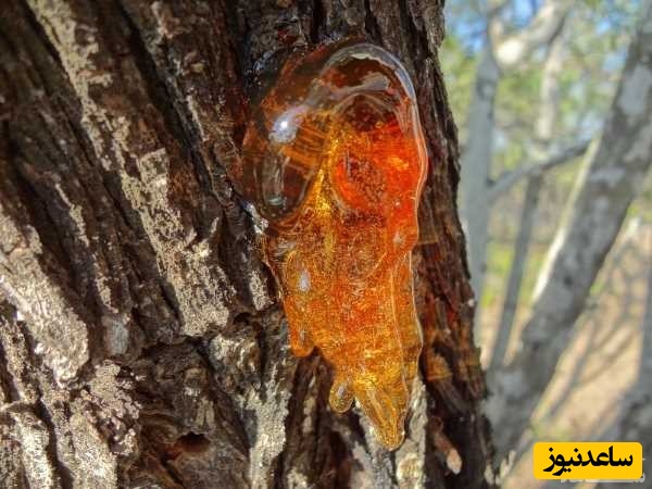 دیدن شیرخشت در خواب چه تعبیری دارد؟ / تعبیر خواب شیرخشت