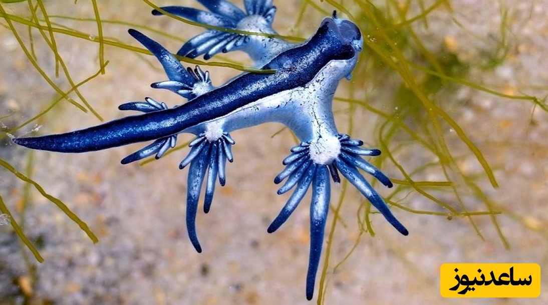 اژدهای آبی؛ جانوری واقعی که شبیه افسانه‌ها است