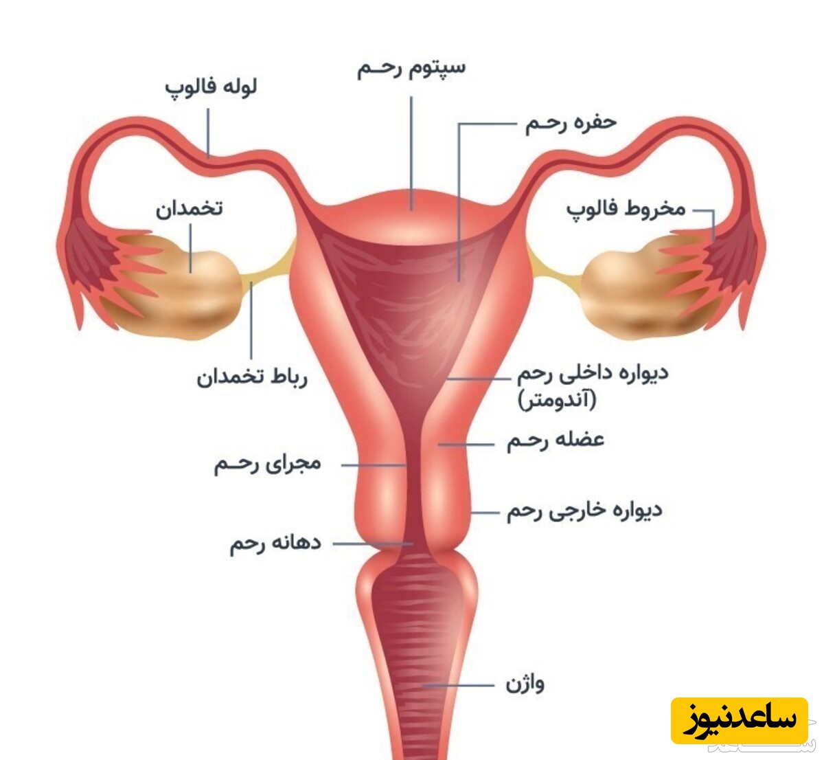 علل و علائم مسدود بودن لوله های فالوپ