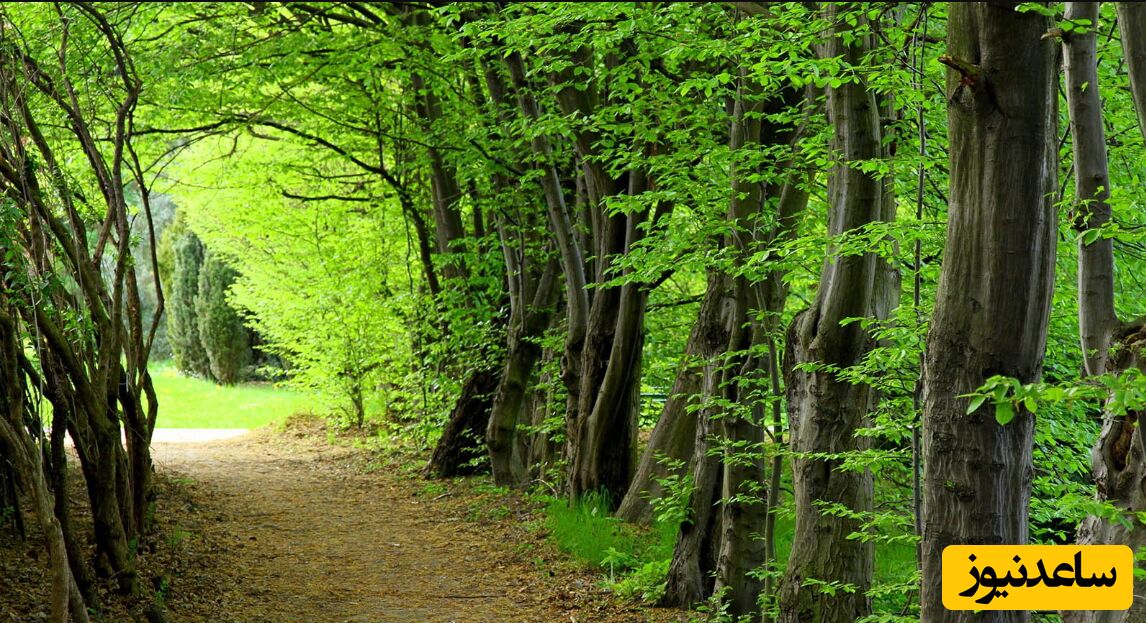 پارک جنگلی زیبا و شگفت‌انگیز سیسنگان در مازندران + فیلم