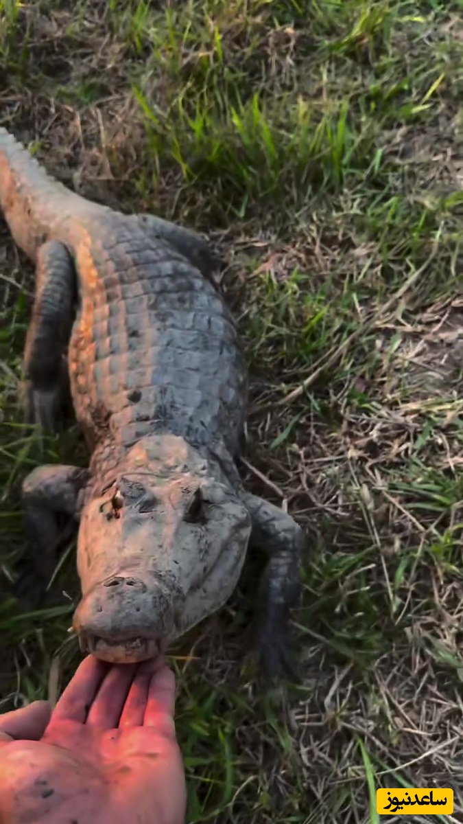 اقدام  وحشتناک این مرد دیوانه را ببینید!/ این حیوانات وحشتناک انگار رفیق چند‌ساله‌اش هستند+ ویدیو