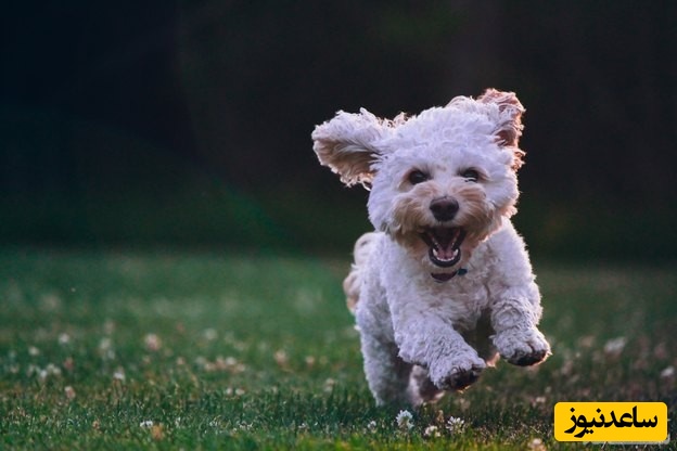 دیدن توله سگ در خواب چه تعبیری دارد؟ / تعبیر خواب توله سگ