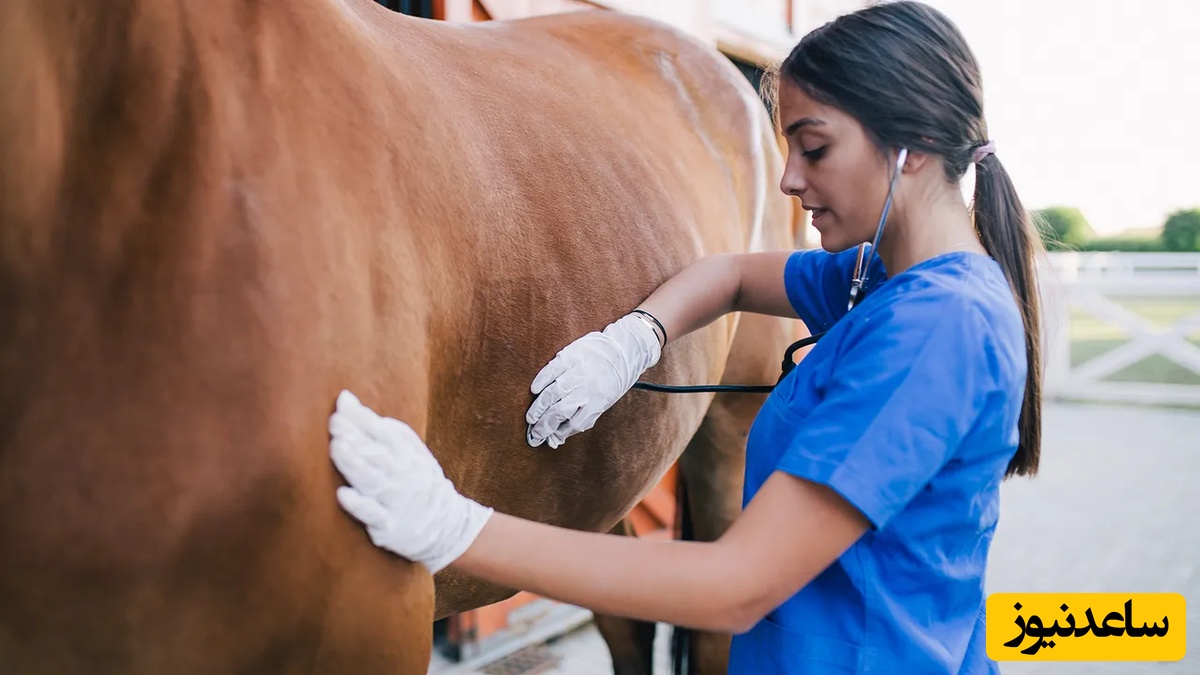 دانلود رایگان دفترچه سوالات کنکور دکتری رشته مامائی و بیماری‌های تولید‌مثل دام سال 1401