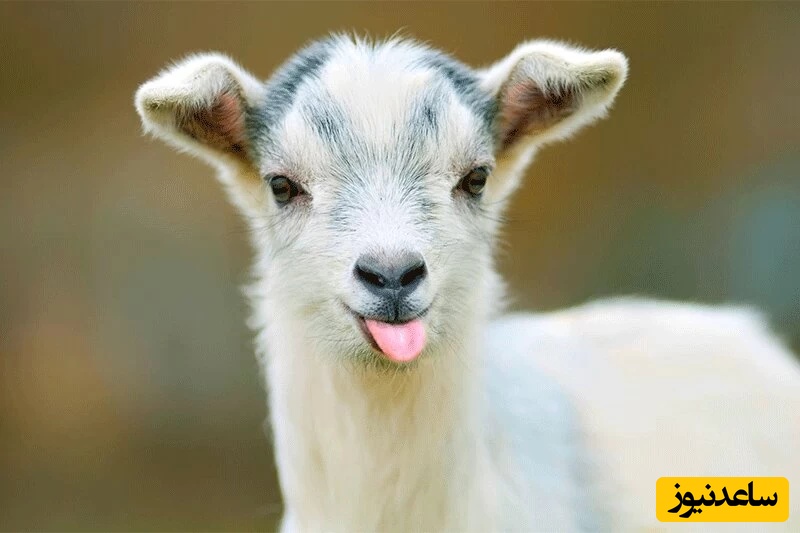 دیدن بزغاله در خواب چه تعبیری دارد؟ / تعبیر خواب بزغاله