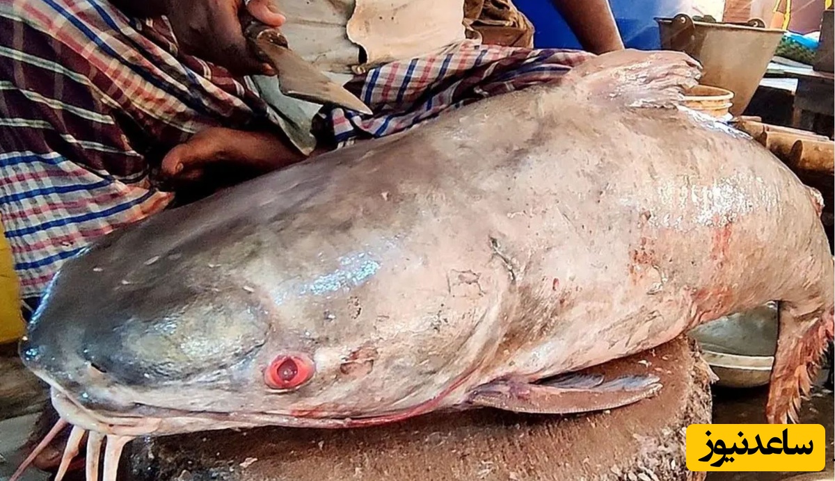 برش زدن ماهرانه گربه ماهی بزرگ و به روش یک ماهی فروش هندی
