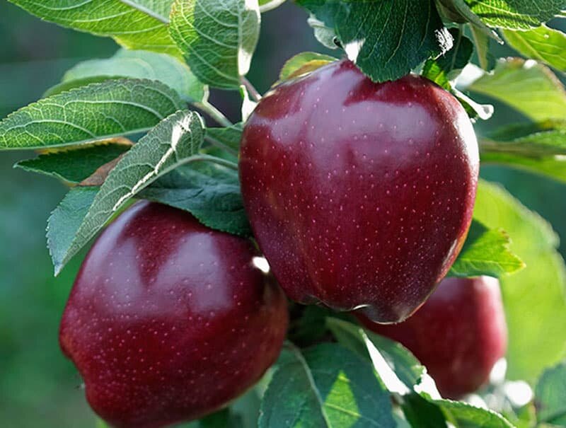سیب سیاه معروف به الماس تاریکی میوه ای نایاب و جادوئی +عکس