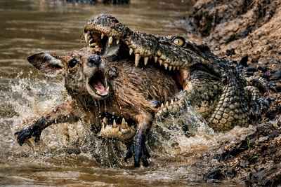 (ویدئو) مستند حیات‌وحش حیوانات؛ ماجرای امروز: فریب قرن در طبیعت؛ تمساحی که برای شکار کانگورو سنگ شد!