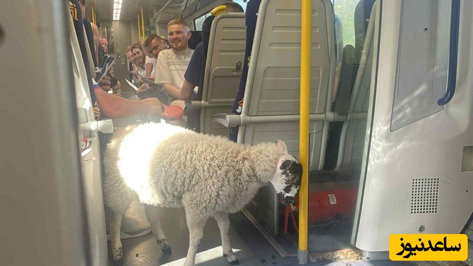 ابتکار خنده‌دار مسافر باهوش در بردن گوسفندش به قطار، واگن‌ها رو هم به خنده واداشت؛ پوشک کردن گوسفند برای آرام کردن ماموران قطار😂+عکس