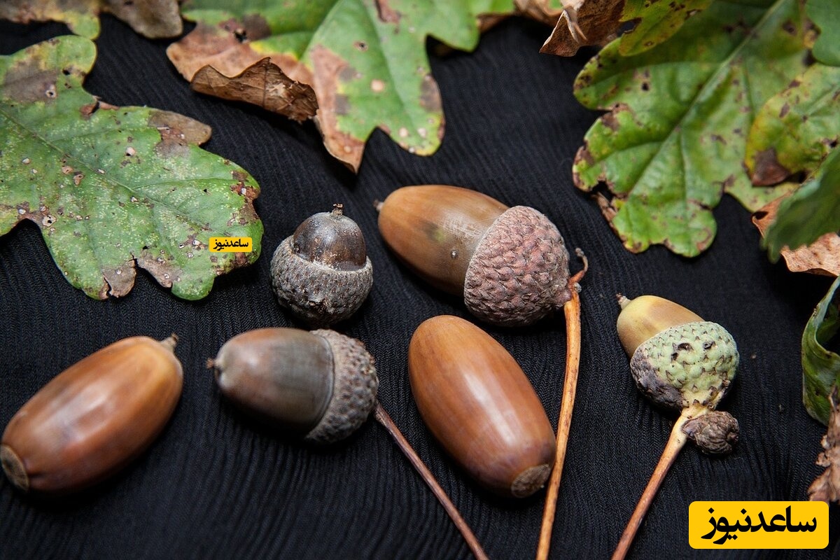 ویدیوی باورنکردنی از کشف یک انبار بلوط از داخل یک دیوار