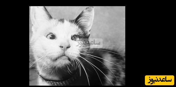 ماجرای جالب گربه‌ای که نقشه‌ سیا را بر باد داد؛ شکست پرهزینه 20 میلیون دلاری/ گربه‌ که سگ نیست دستور بگیره!