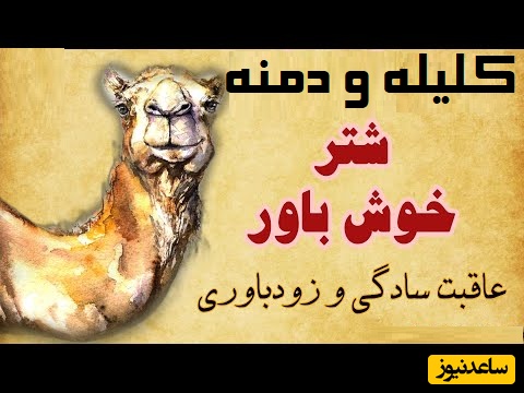 حکایت‌های خواندنی/ بینظیرترین داستان کلیله و دمنه؛ شتر خوش‌باور/ آخر و عاقبت سادگی و زودباوری