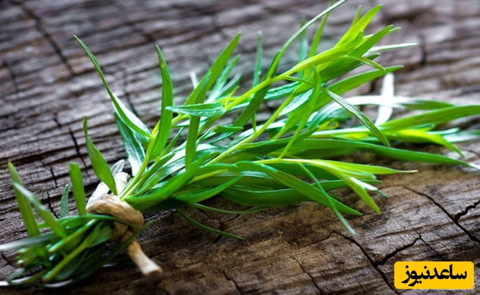 دیدن (سبزی) ترخون در خواب چه تعبیری دارد؟ / تعبیر خواب ترخون