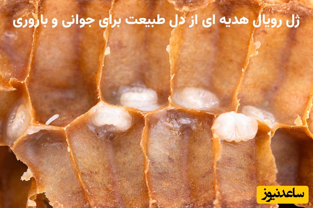 ژل رویال هدیه ای از دل طبیعت برای جوانی و باروری