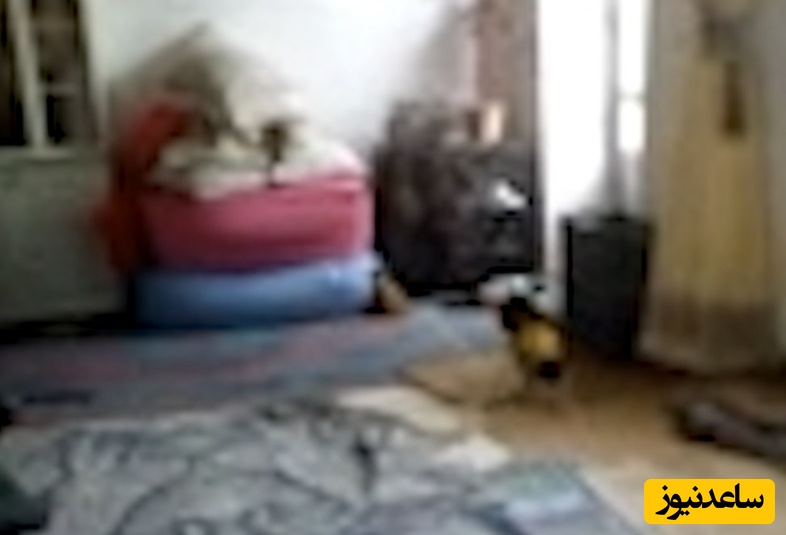 بررسی جزئیات پنهان فیلم آدم کوتوله‌های 5 سانتی‌متری در ایران+ فیلم