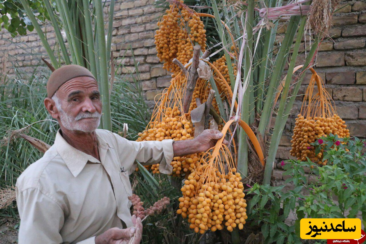خلاقیت در دل نخل‌ها؛ ابتکار هوشمندانه و بدون هزینه کشاورز ایرانی در جدا کردن خرما از شاخه بدون آسیب رسیدن به خرماها🌴🌴+ویدیو