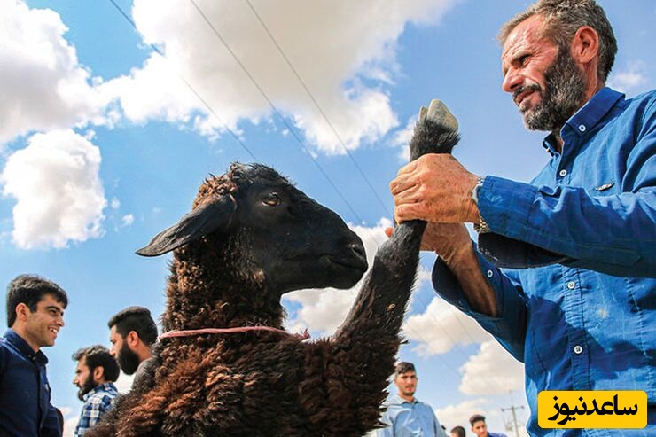 هشدار: تماشای این صحنه ممکن است باعث تشنج ناشی از خنده شود؛ در آستانه عید قربان نگاهی کنیم به خلاقیت رمانتیک‌گونه قصاب برای فریب گوسفند و قربانی کردنش در مراسم😂