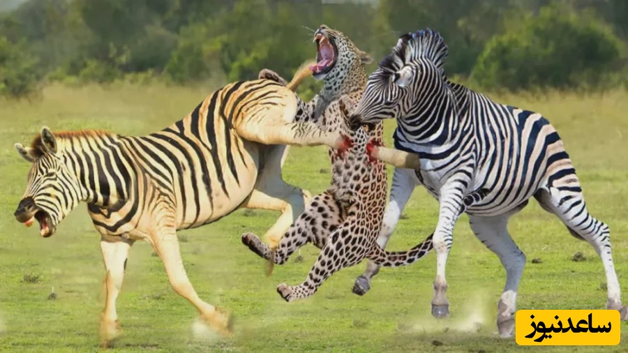 (ویدئو) مستند حیات وحش حیوانات/ راز بقا، این داستان: نبرد نفس‌گیر گور خر و یوزپلنگ