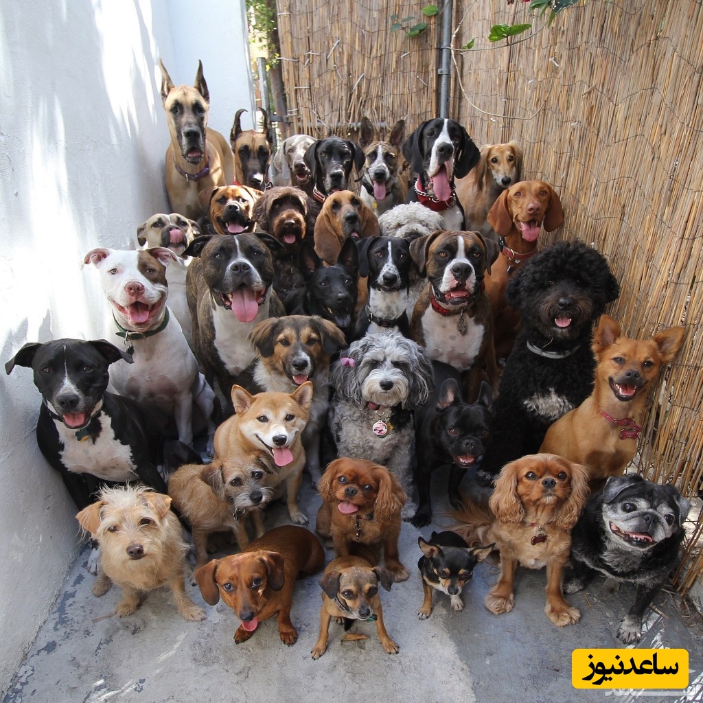 گرانترین نژاد سگ دنیا با یک میلیون دلار قیمت!